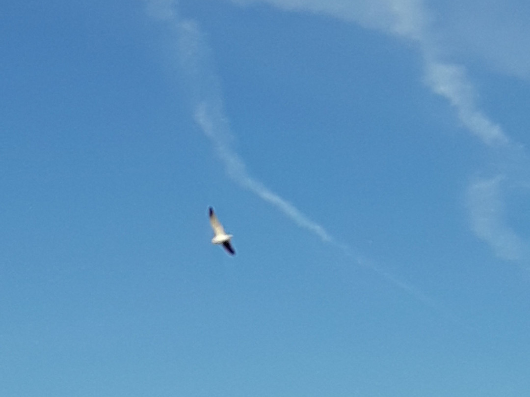 Lakefront Promenade Park-米西索加必去景点