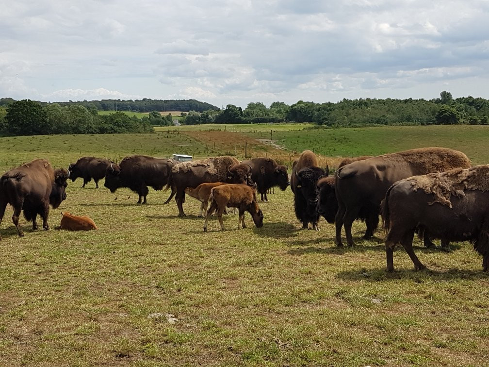 Ditlevsdal Bison Farm-Morud必去景点