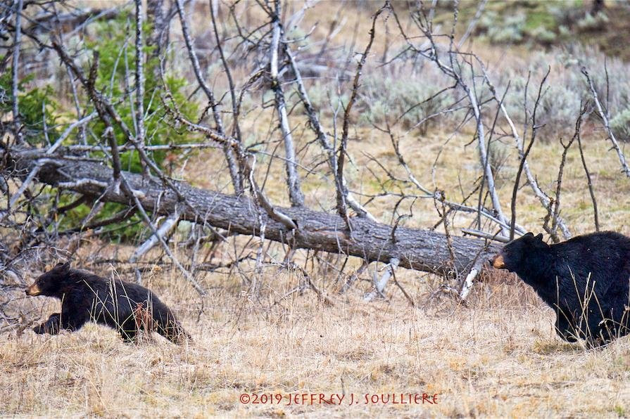 Life So Wild Tours-杰克逊必去景点