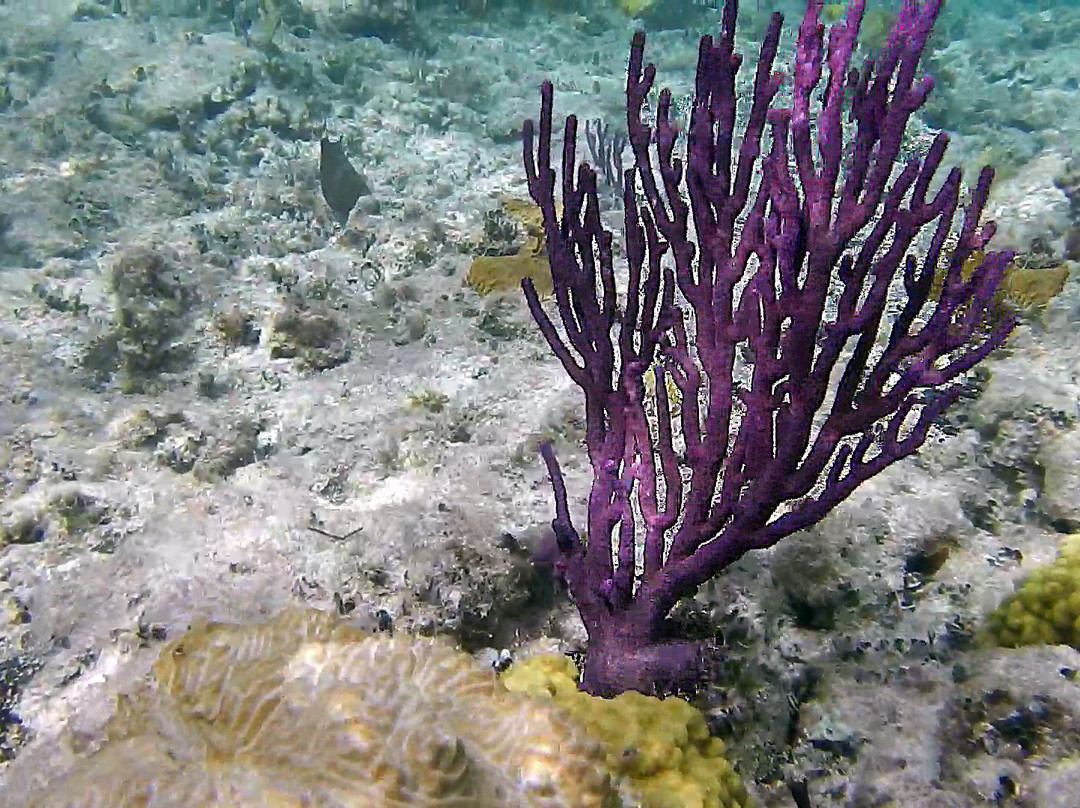 Paradise Cove Beach Resort主图