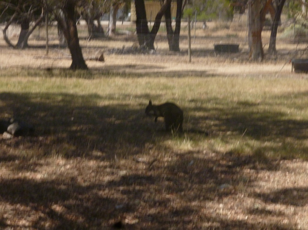 Kaniva Wetlands and Fauna Park-Kaniva必去景点