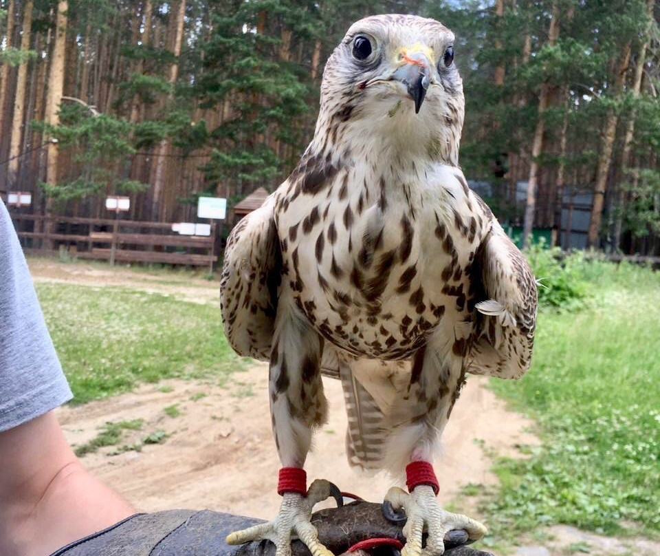 Monitoring And Rehabilitation Center For Predatory Birds Kholzan景点图片