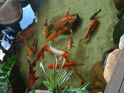 Araraquara餐馆和美食-Restaurante e Churrascaria Pau Seco