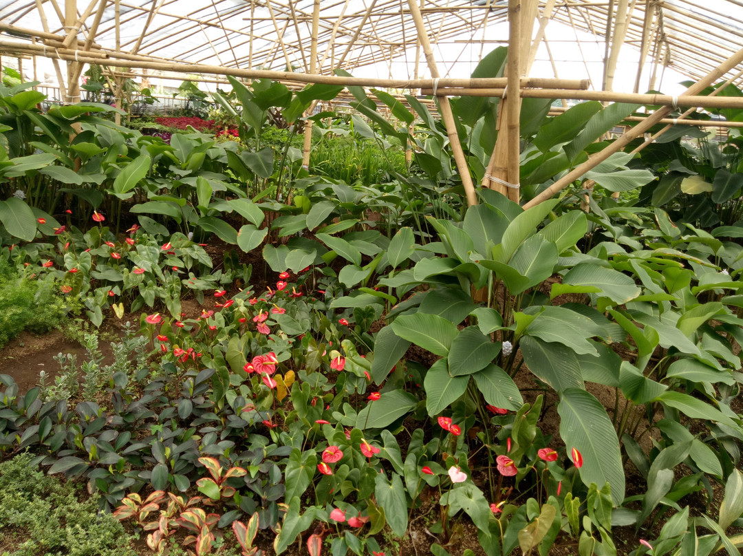 Grace Rose Farm-Cisarua必去景点