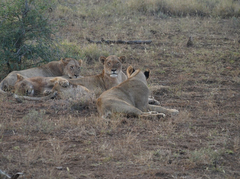 African Safari Adventures-雾观必去景点
