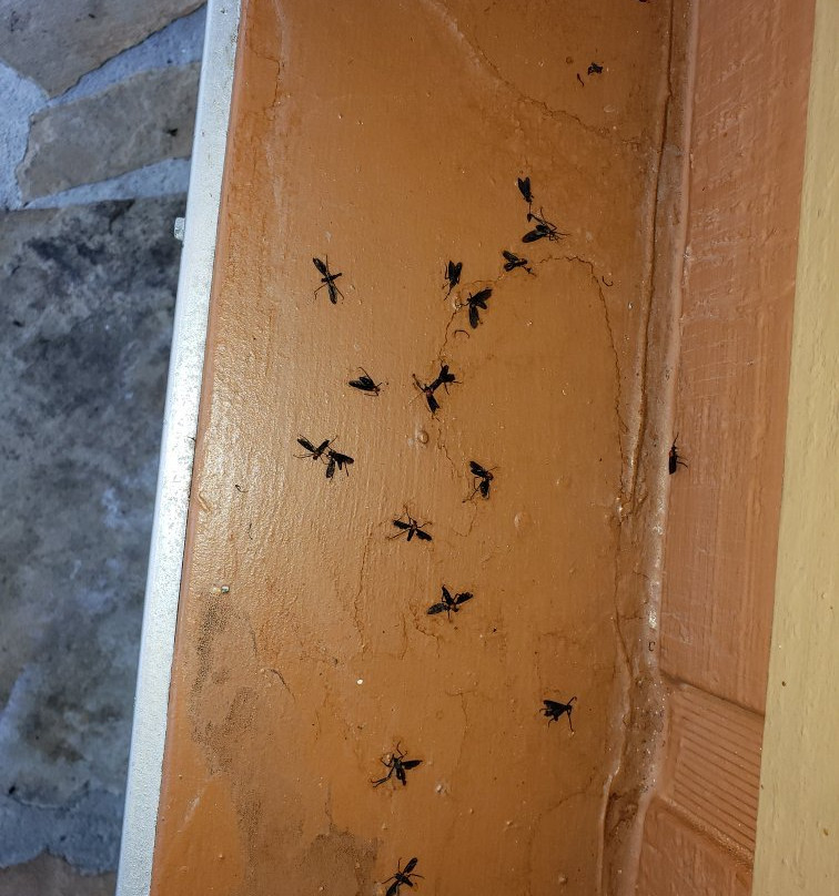 Westgate River Ranch Resort-莱克威尔士必去景点