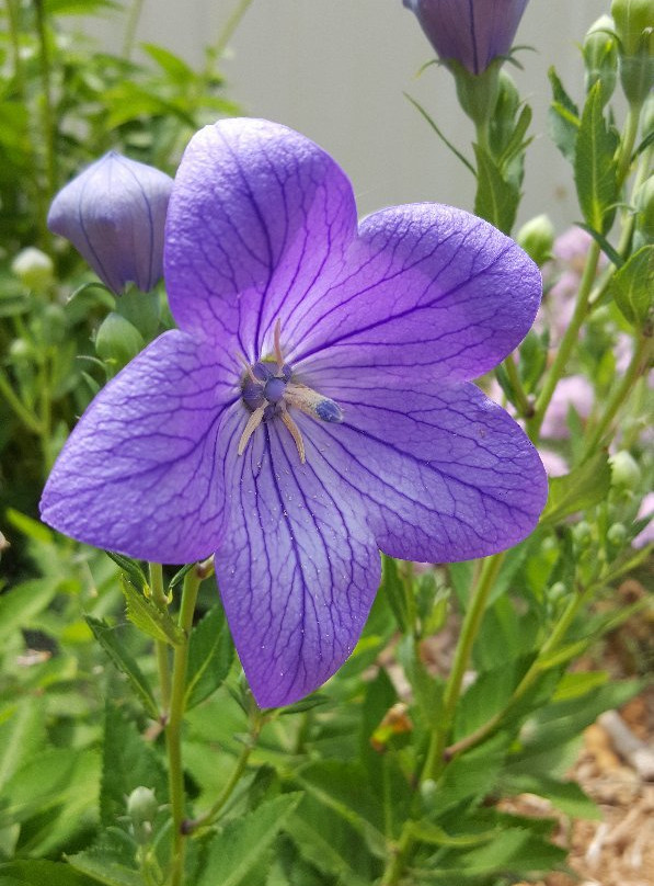 Seymour Sound Garden景点图片