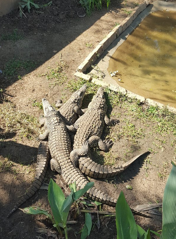 Hartbeespoort Aquarium-哈特比斯普特必去景点