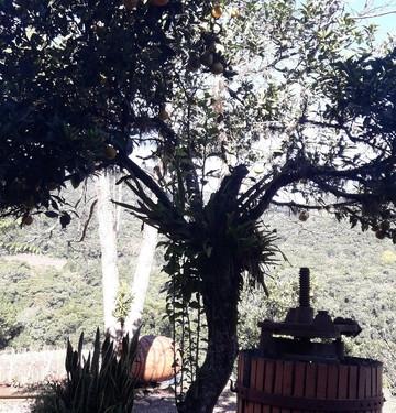 Vinhos Finger-Rolante必去景点