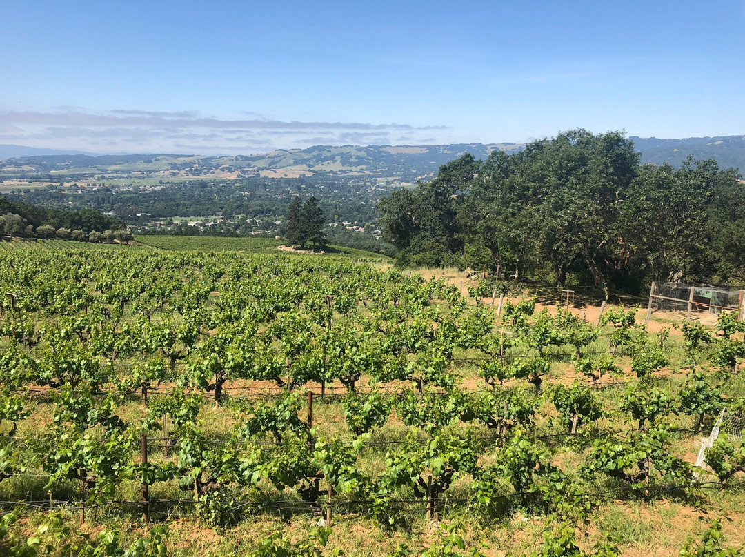 Hanzell Vineyards-索诺玛必去景点