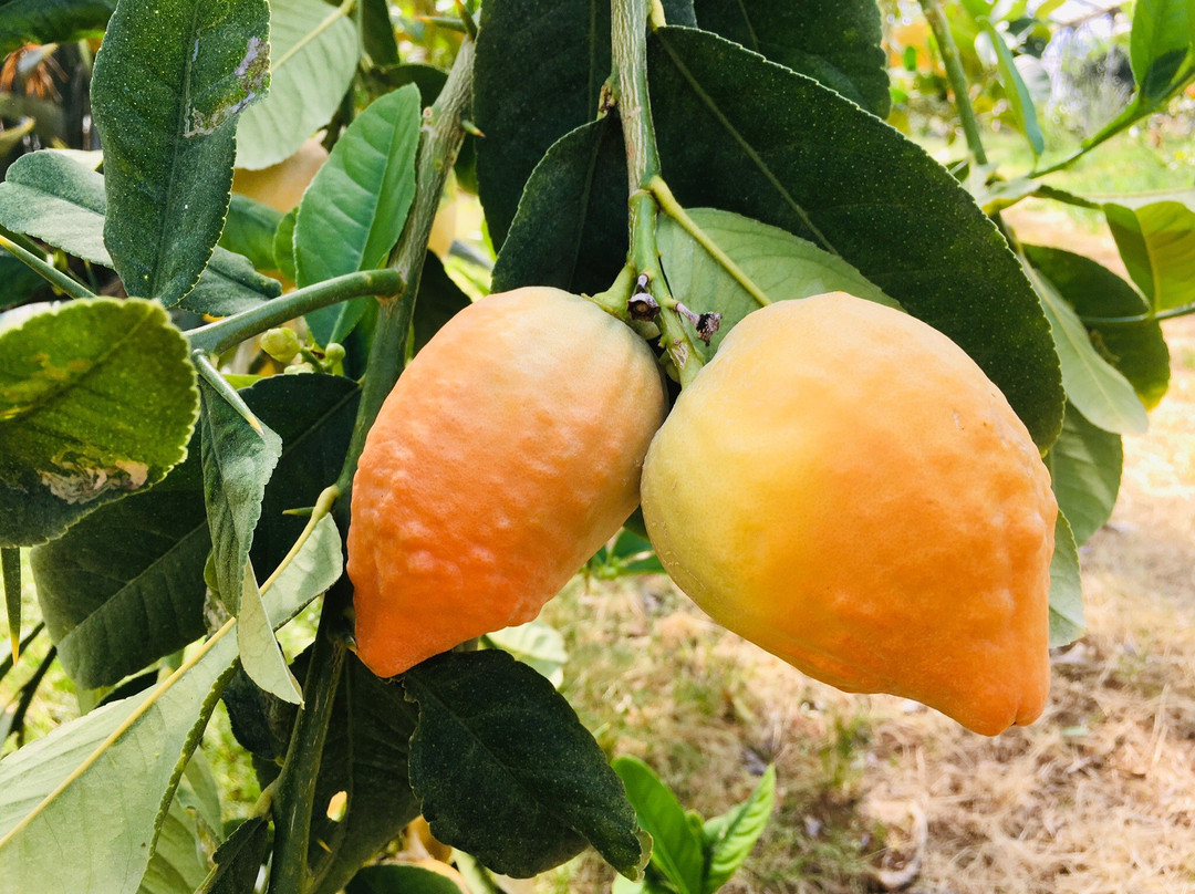 La Londe Les Maures旅游景点-Domaine du Jasson