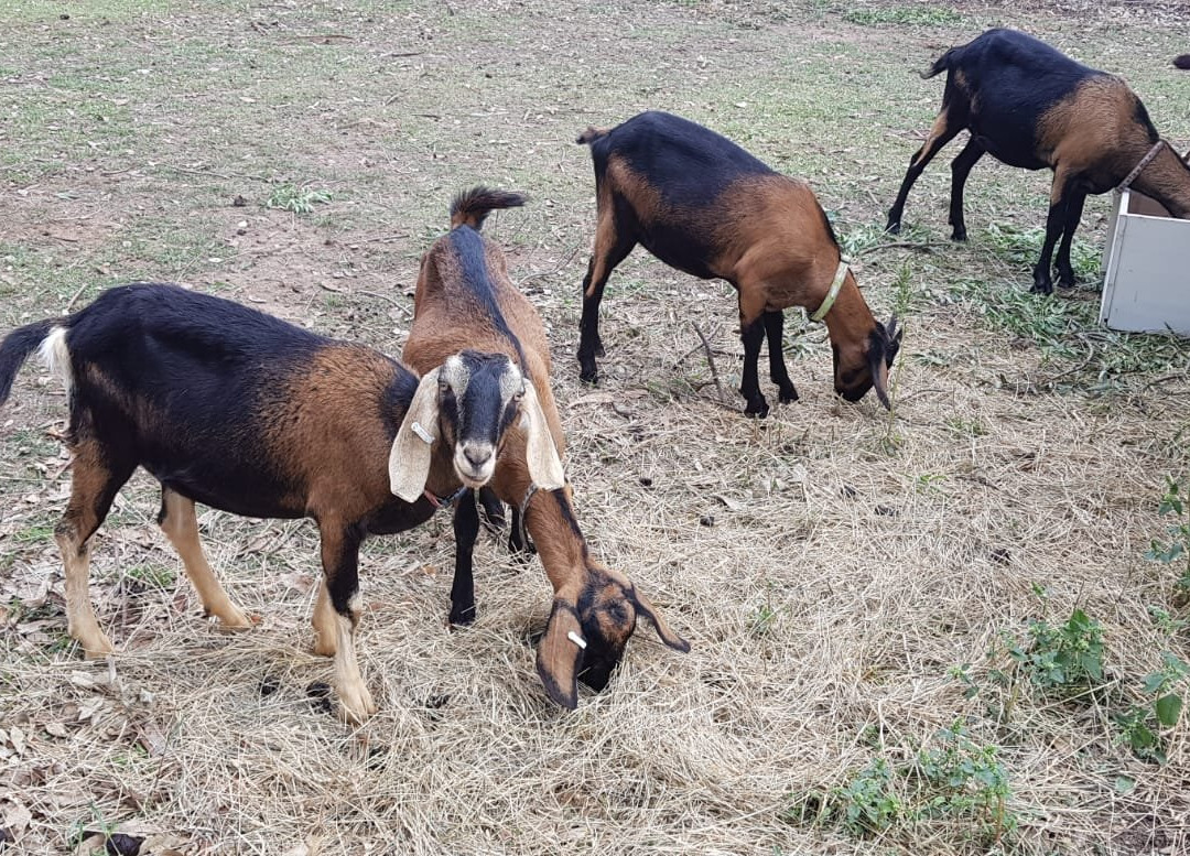Babylon Farm Goat Milk Soap景点图片
