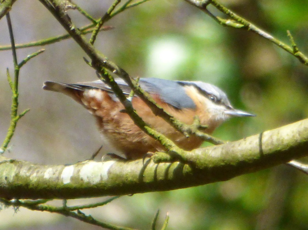 RSPB Chapel Wood Nature Reserve景点图片