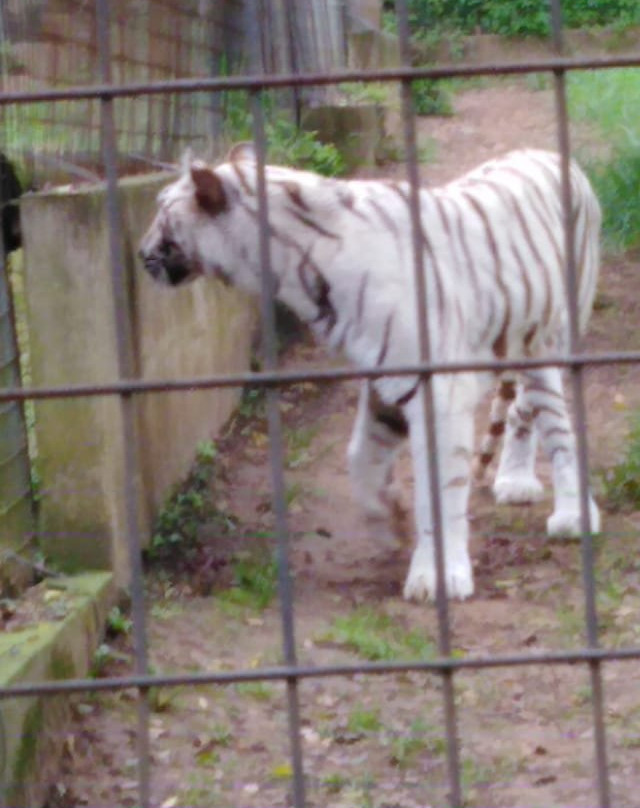 Natal Zoological Gardens景点图片