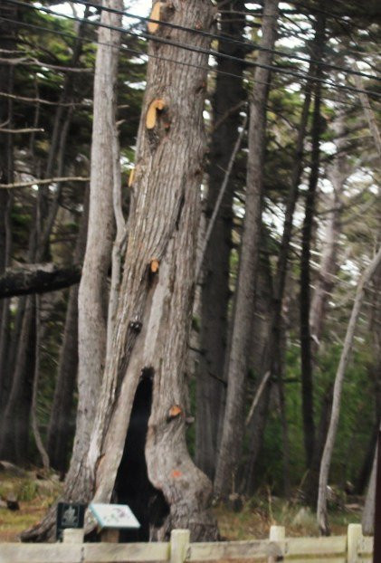 Crocker Grove-圆石滩必去景点