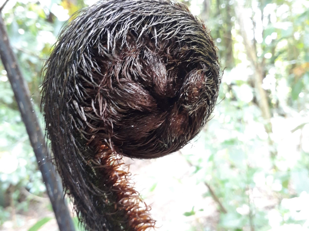 Maungakawa Scenic Reserve-剑桥必去景点