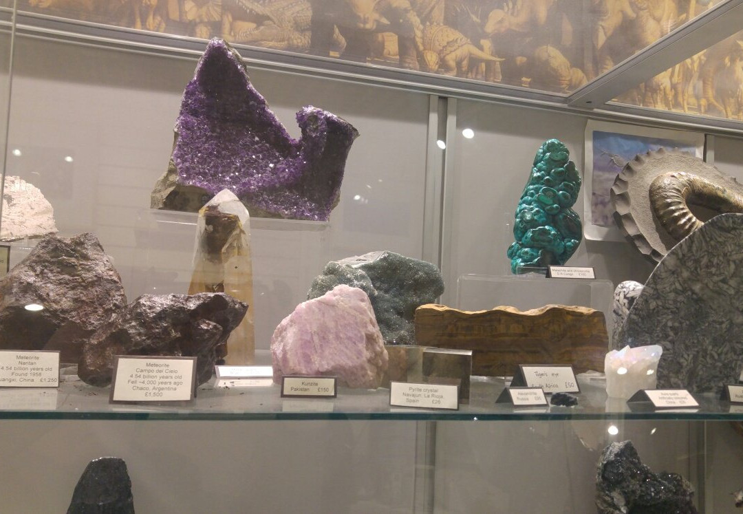 Mr Wood's Fossils-爱丁堡必去景点