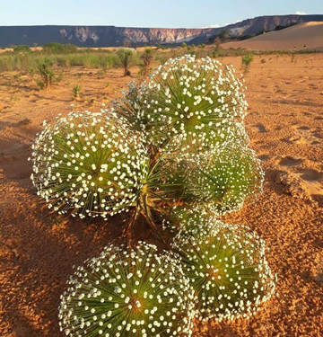 Jalapão Titans-Palmas必去景点