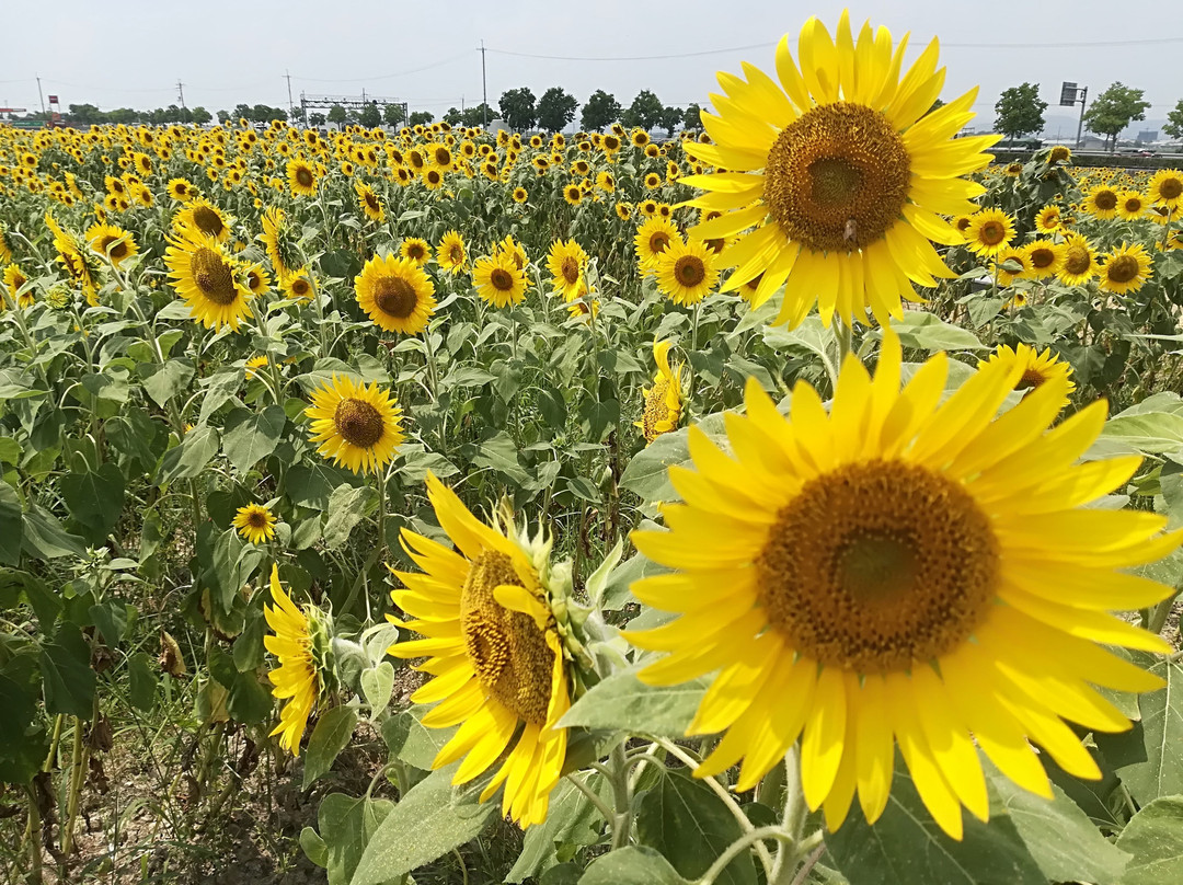 小野市旅游景点-Sunflower Hill Park