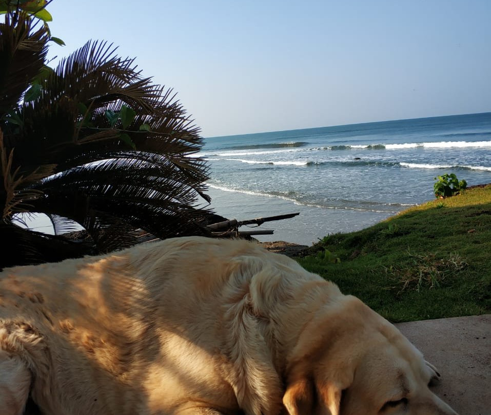 Rococco Ashvem主图