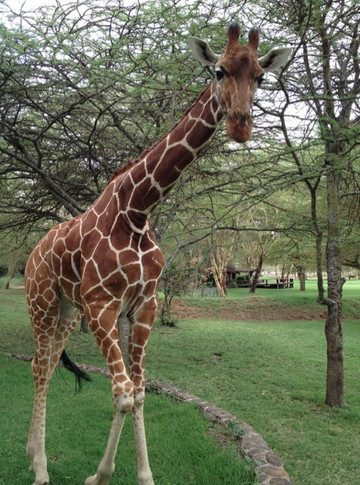 Sirikoi Lodge Kenya主图