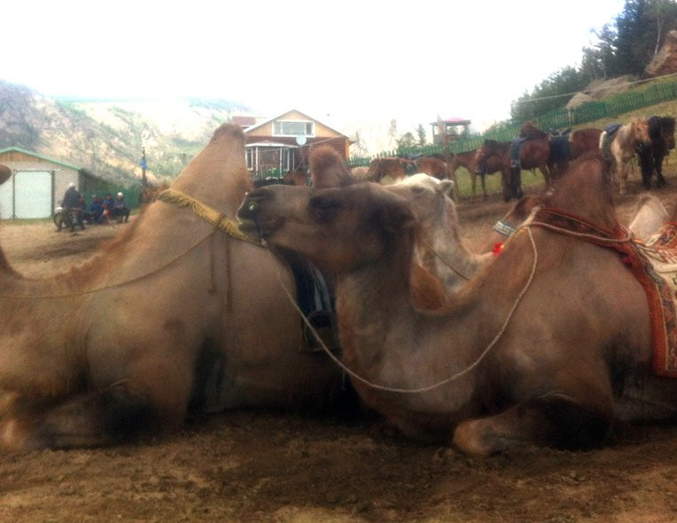 null-Gorkhi Terelj National Park