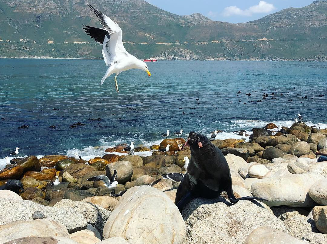 Travel Pilot-开普敦中心区必去景点