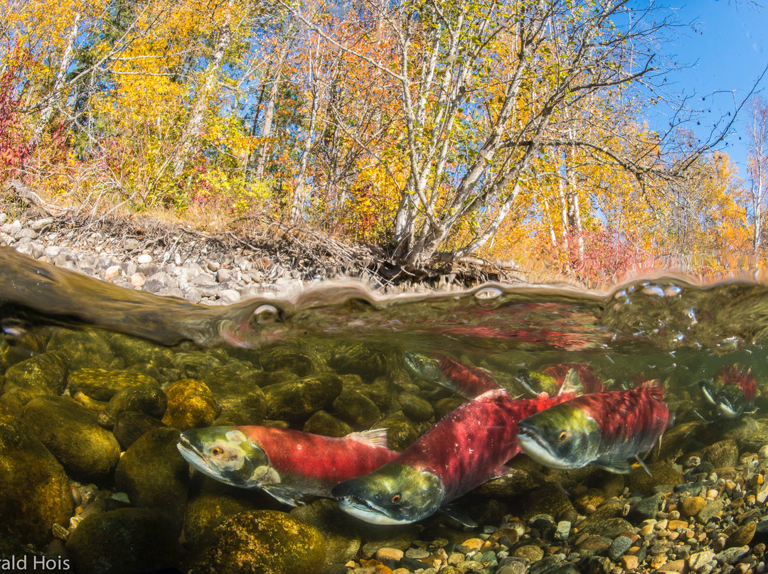Adams River Salmon Run-Chase必去景点
