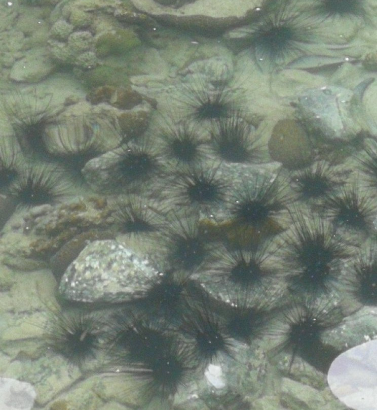 Semporna Blue Reef-仙本那必去景点