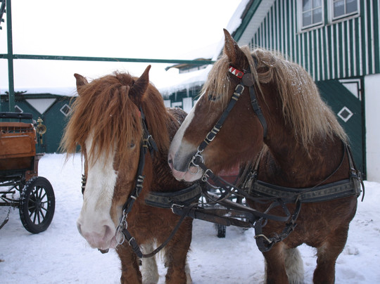 Pferdefuhrhalterei Winterberg-Winterberg必去景点