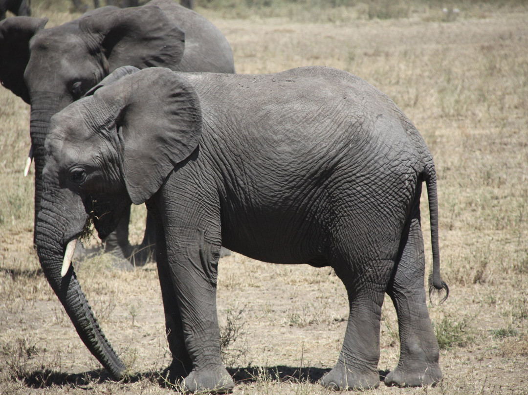 Safari Kenya Tanzania-瓦塔木必去景点