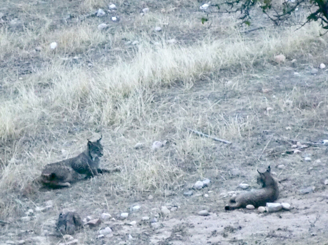 Iberian Lynx Land景点图片