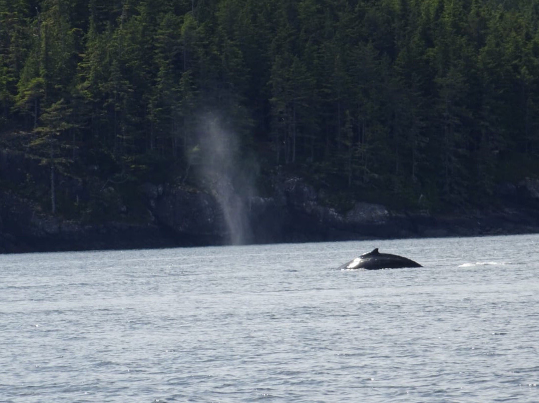 Seasmoke Whale Watching景点图片