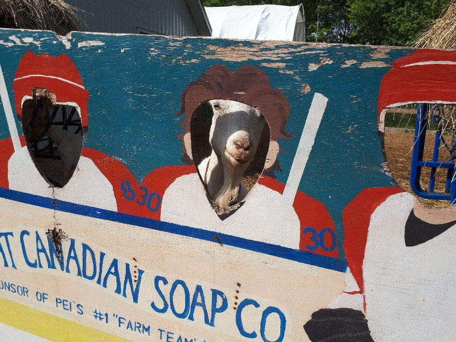 The Great Canadian Soap Co.景点图片