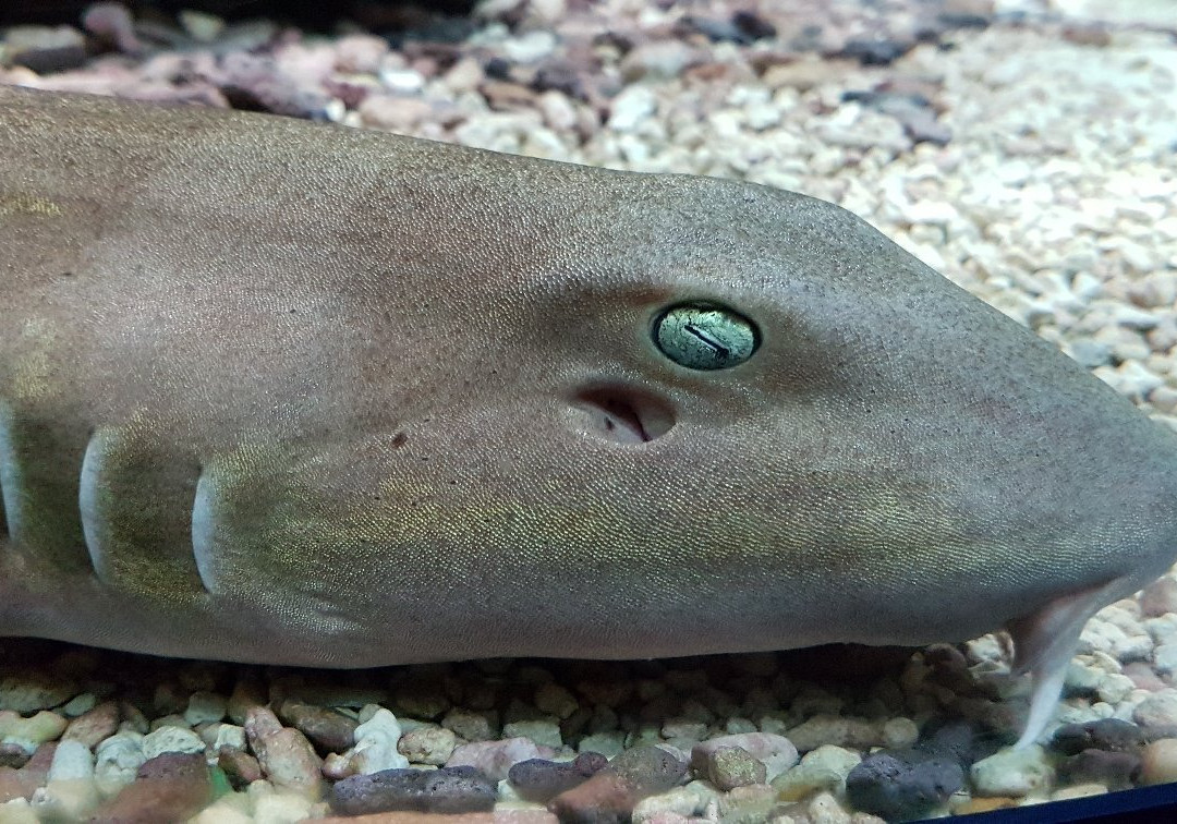 Oceanarium-Olginka必去景点