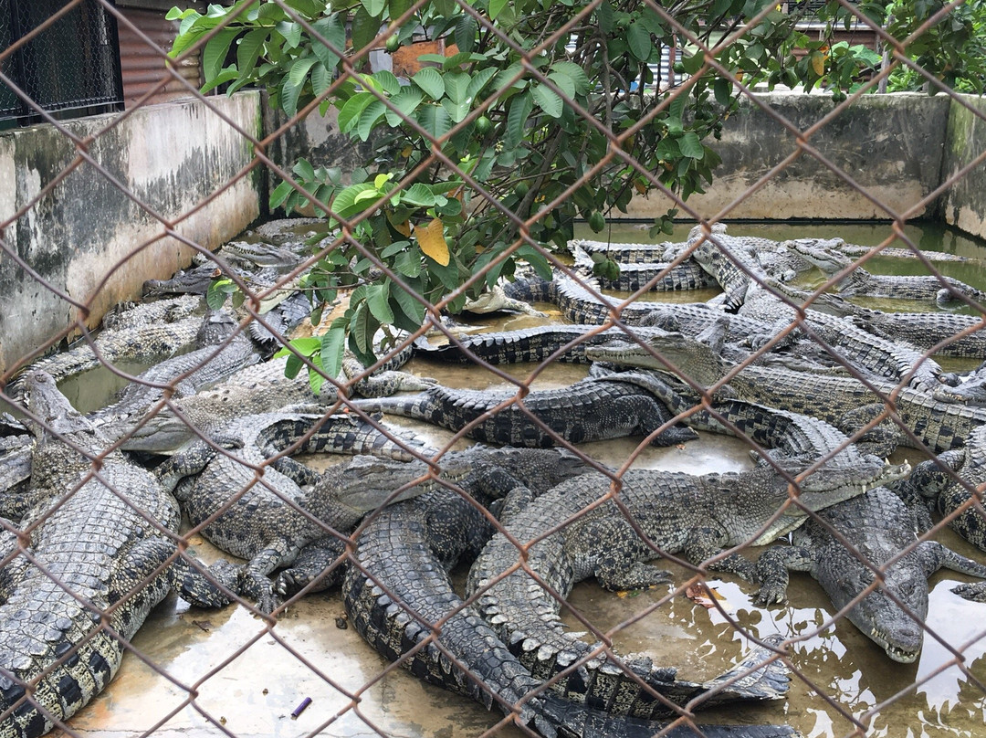 Asam Kumbang Crocodile Farm-棉兰必去景点