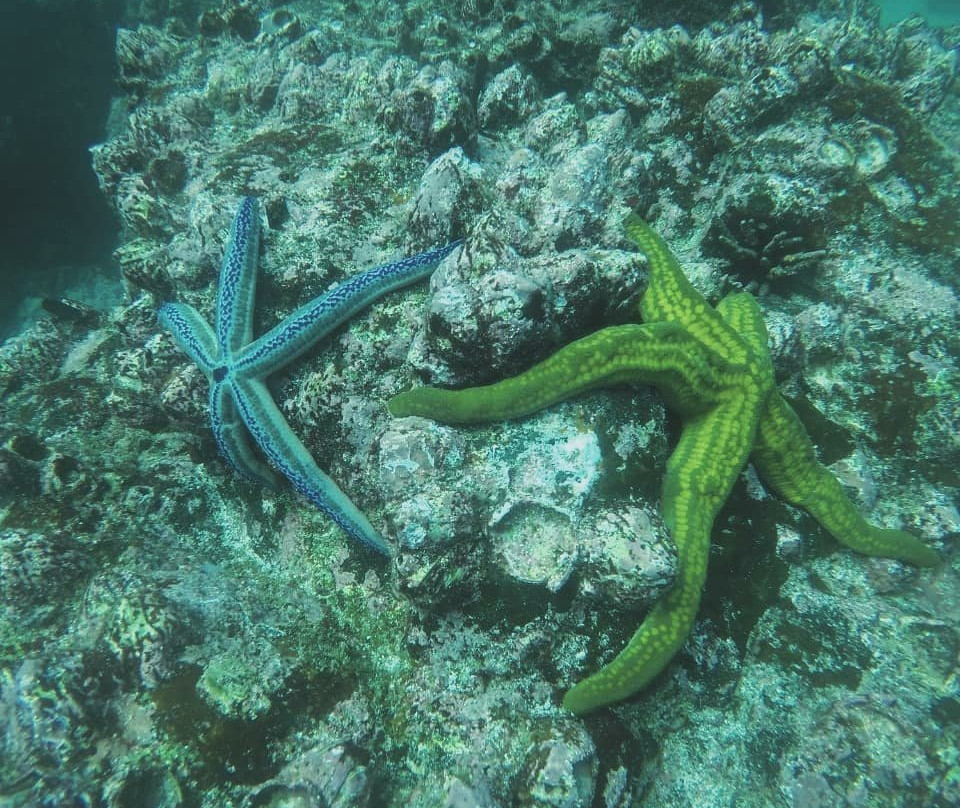 Nautidiving-阿约拉港必去景点