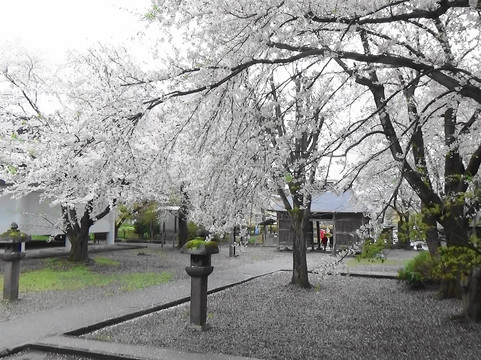 汤川村旅游攻略图片