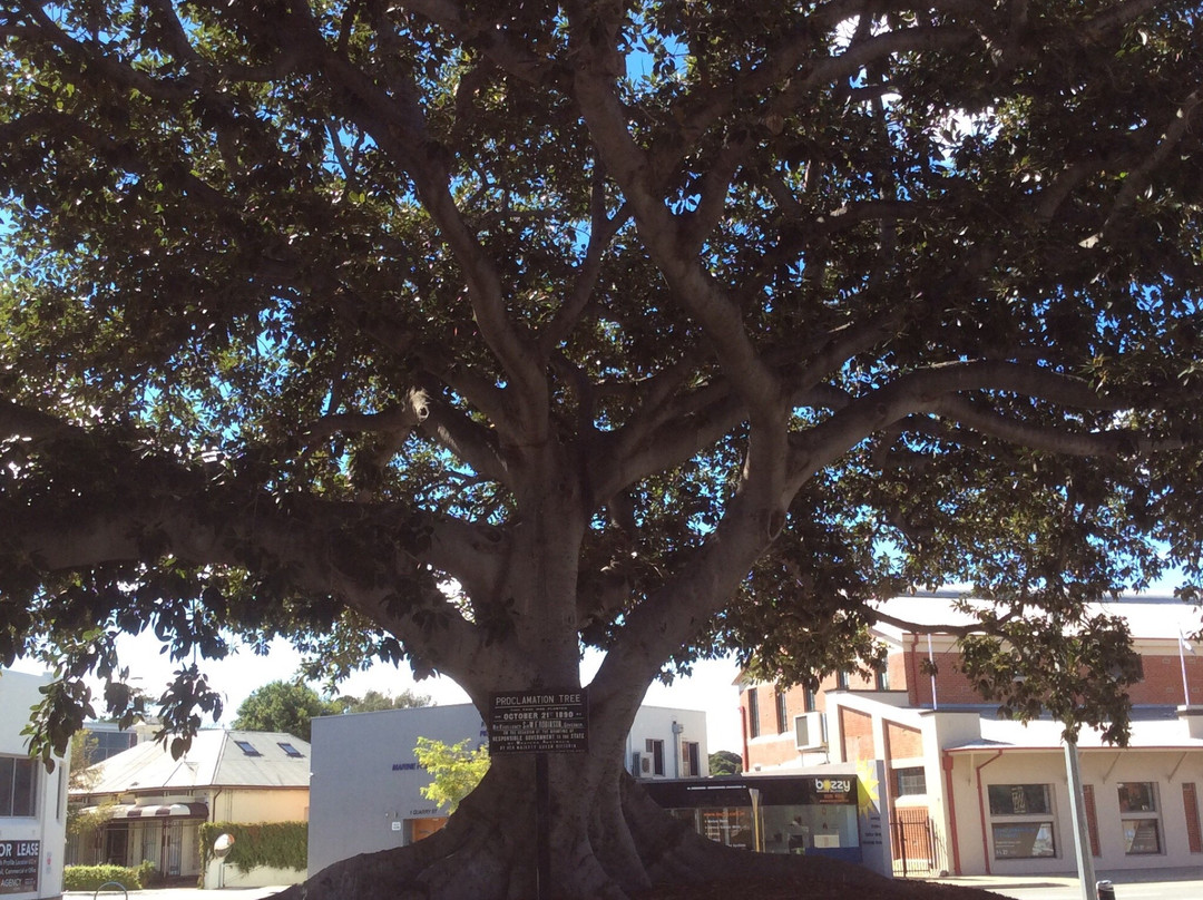 Proclamation Tree & Marmion Memorial景点图片