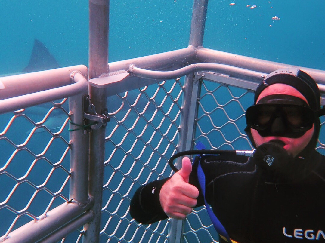 Shark Dive New Zealand-布拉夫必去景点