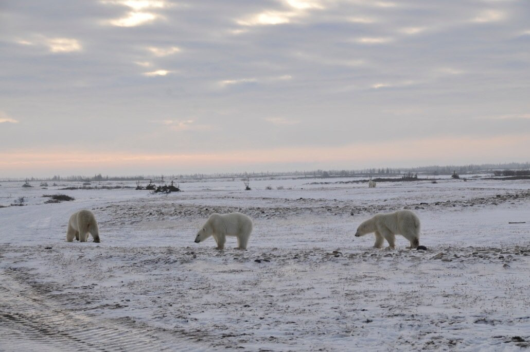 Great White Bear Tours景点图片