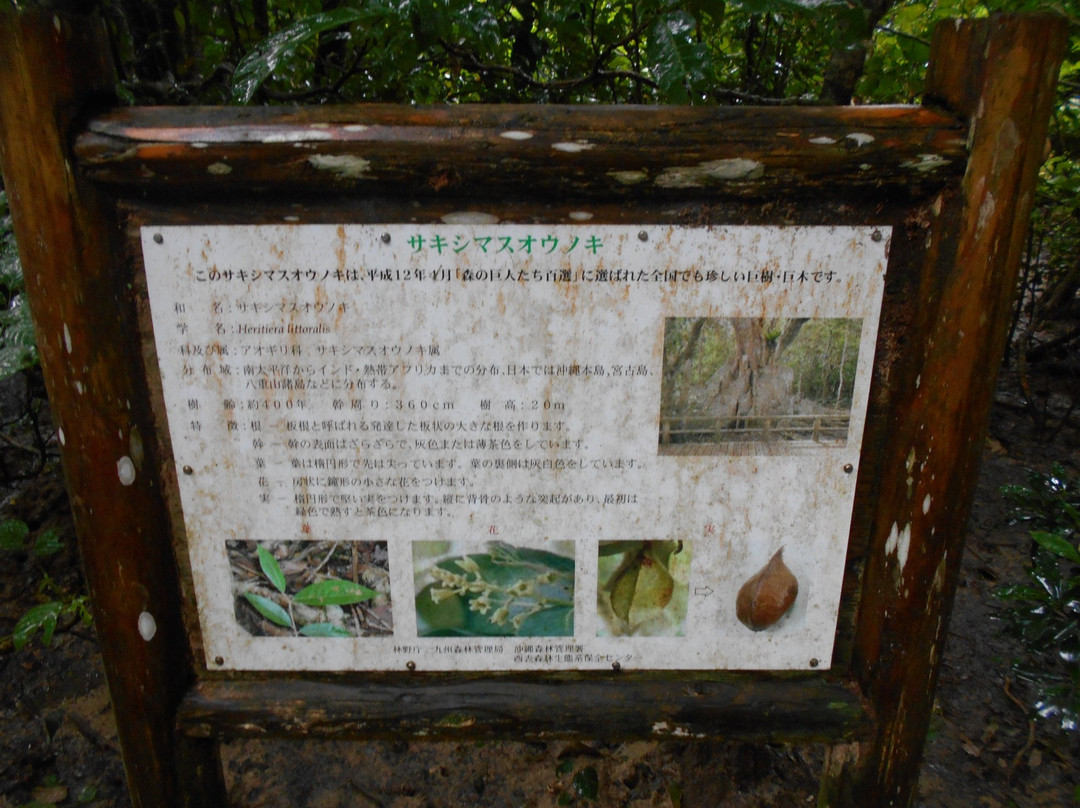 Heritiera Littoralis Tree of Nakama River-竹富町西表岛必去景点