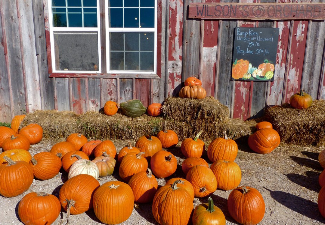 Wilson Orchard-爱荷华城必去景点