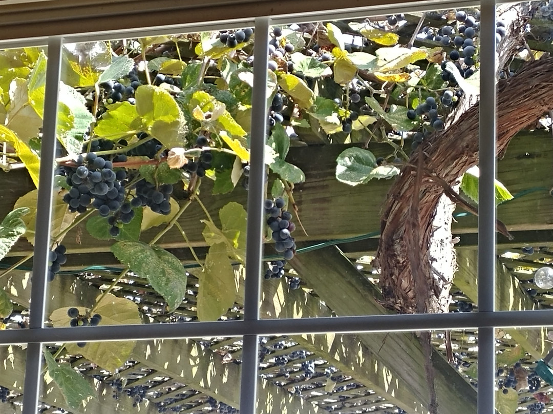 Matus Winery景点图片