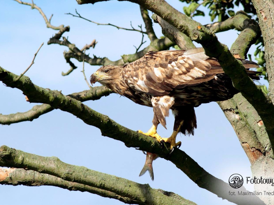 Fotołowy  - Orły z Bliska (Eagles of the Oder Delta )景点图片