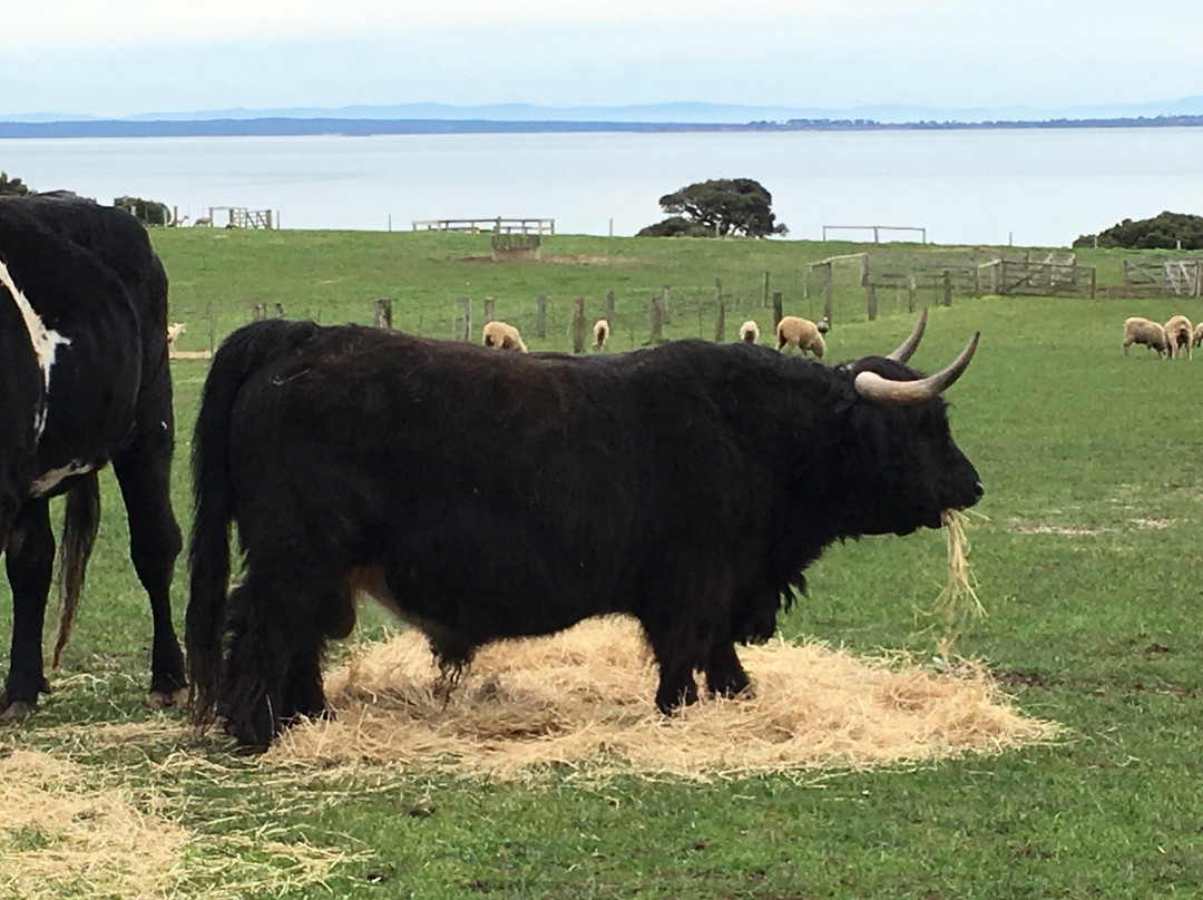 Churchill Island Marine National Park-Newhaven必去景点