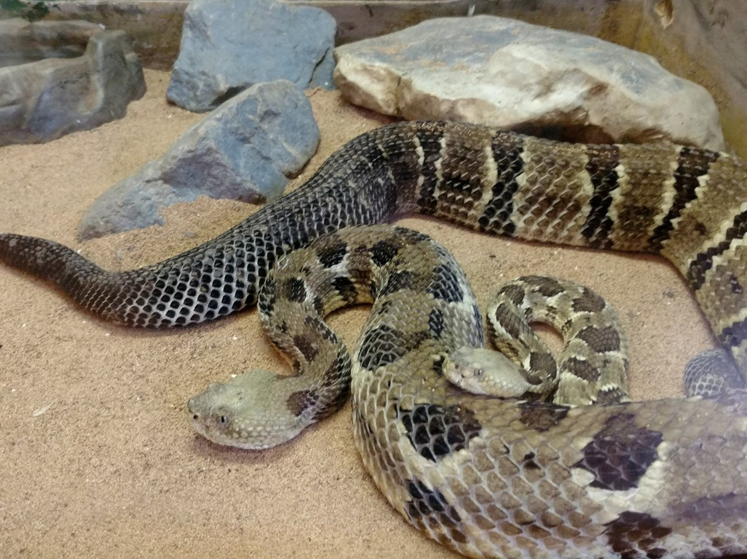 Edisto Island Serpentarium景点图片