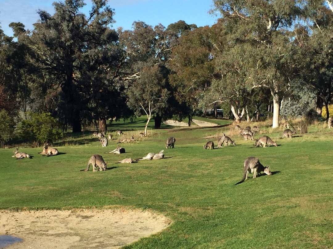 Federal Golf Club-堪培拉必去景点