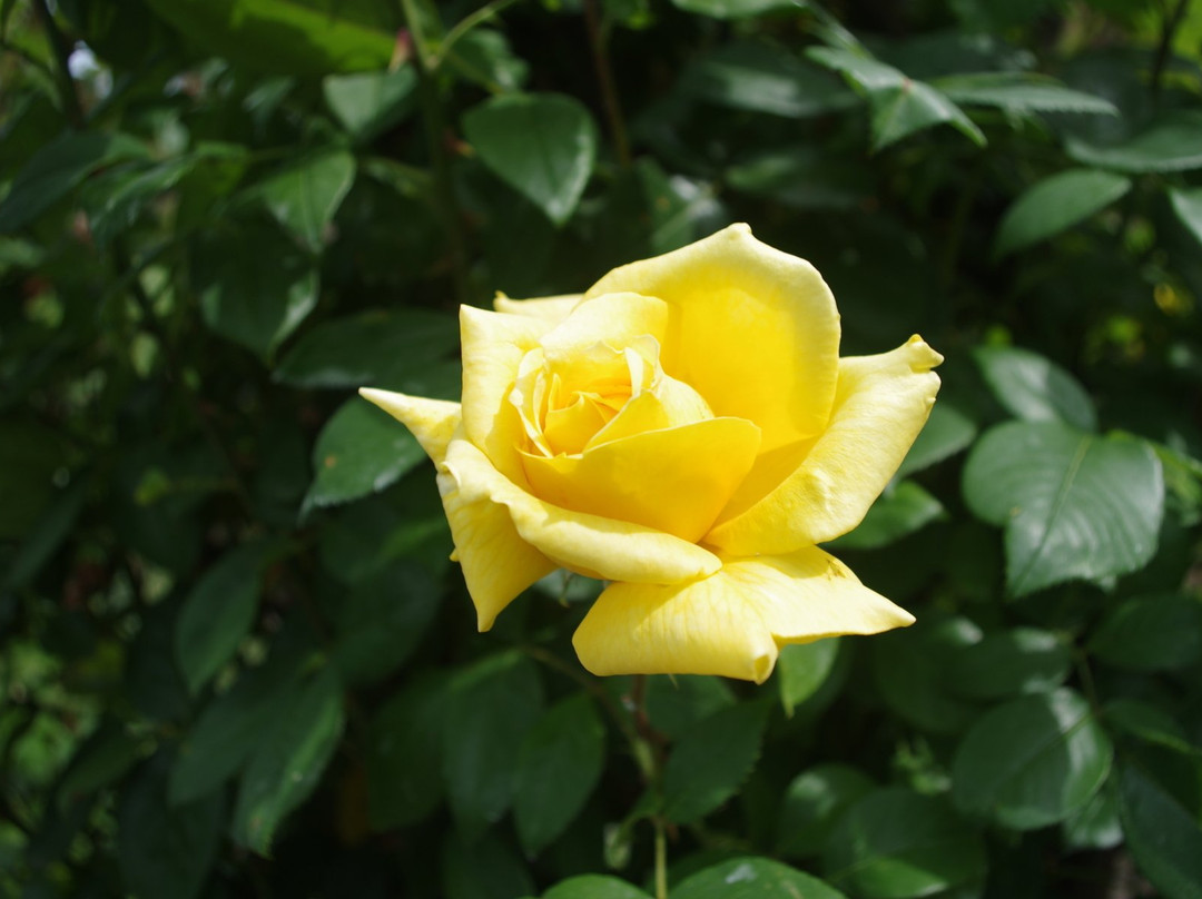 Il  Roseto景点图片
