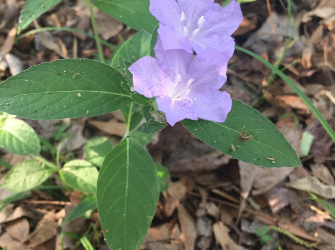 Black Creek Trail-橙园必去景点